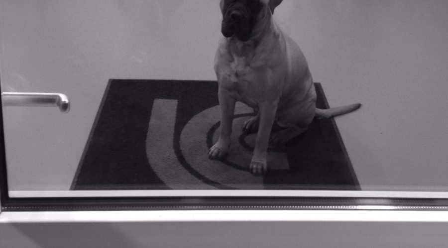 Goodbye Merah the gentle giant